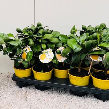 Citrus x meyeri 'Meyer'