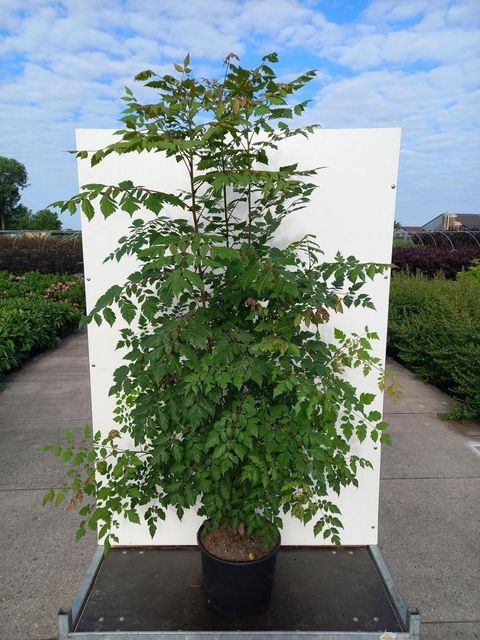 Koelreuteria paniculata