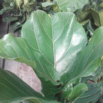 Ficus lyrata