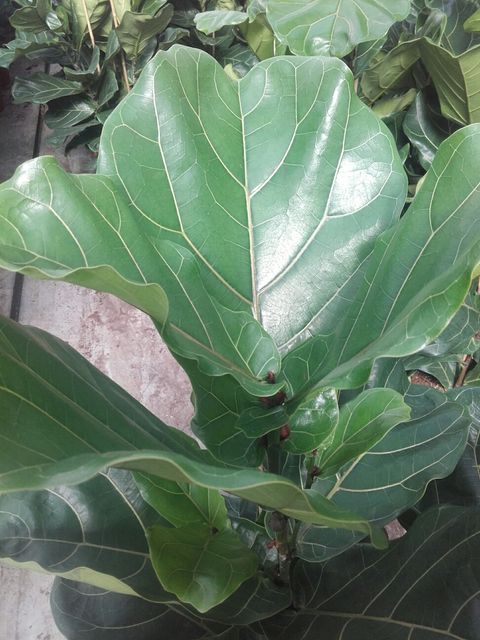 Ficus lyrata