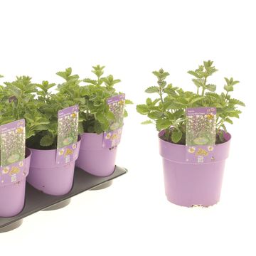 Nepeta 'Serene Blue Tower'