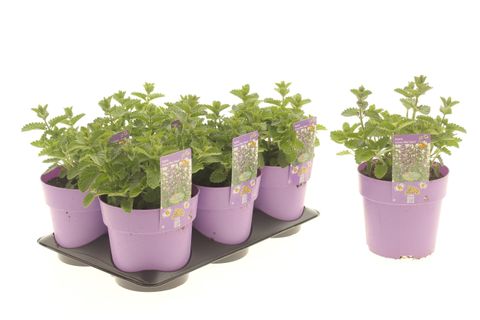 Nepeta 'Serene Blue Tower'