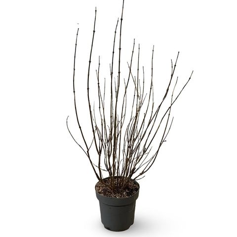 Calycanthus floridus