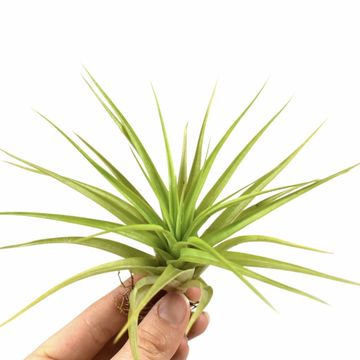 Tillandsia multiflora