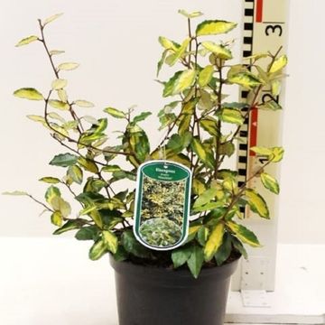 Elaeagnus pungens 'Maculata'