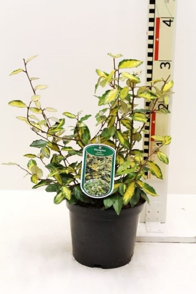 Elaeagnus pungens 'Maculata' — Plant Wholesale FlorAccess