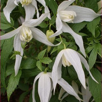 Clematis 'Broughton Bride' (A)