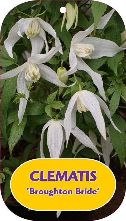 Clematis 'Broughton Bride' (A)