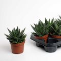 Gasteria 'Apollo'