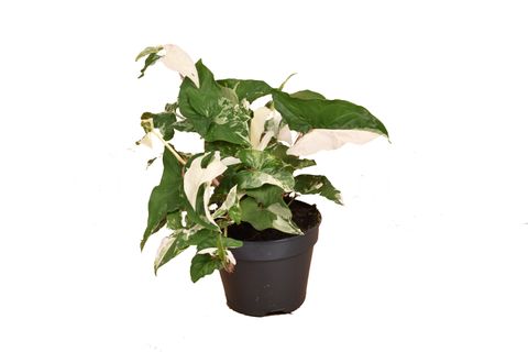 Syngonium podophyllum 'Albo Variegatum'