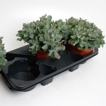 Crassula arborescens cristata