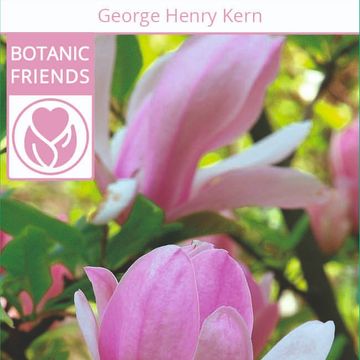 Magnolia 'George Henry Kern'
