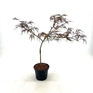 Acer palmatum 'Crimson Queen'