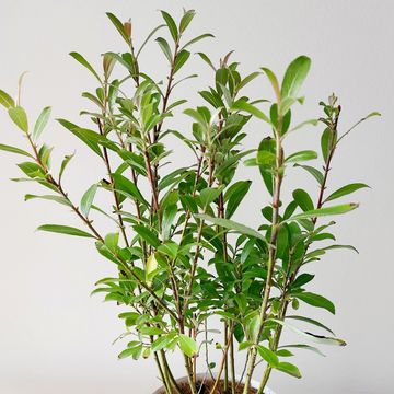 Ива gracilistyla 'Mt. Aso'