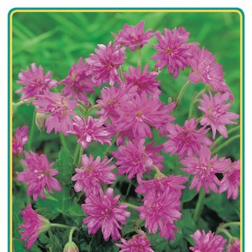 Geranium x oxonianum 'Southcombe Double'