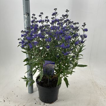 Caryopteris x clandonensis 'Thetis'