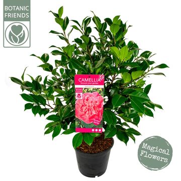 Camellia japonica 'Marie Bracey'