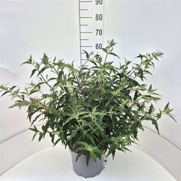 Buddleja ЛИЛАК ЧИП