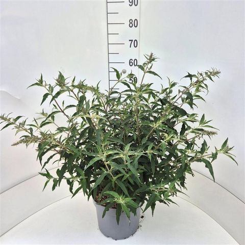 Buddleja LILAC CHIP