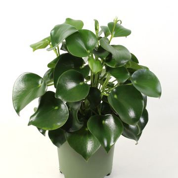Peperomia polybotrya 'Raindrop'