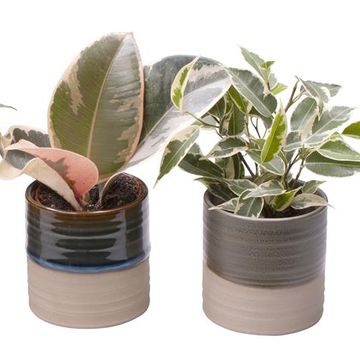 Ficus MIX