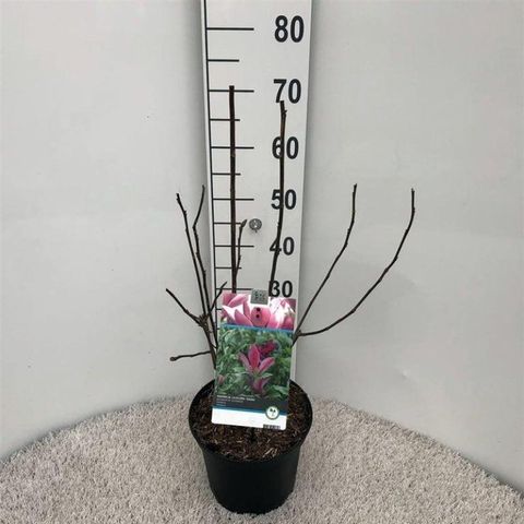 Magnolia liliiflora 'Nigra'