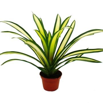 Guzmania 'Torch'