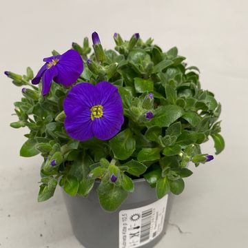 Aubrieta gracilis 'Kitte'