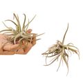 Tillandsia glabrior
