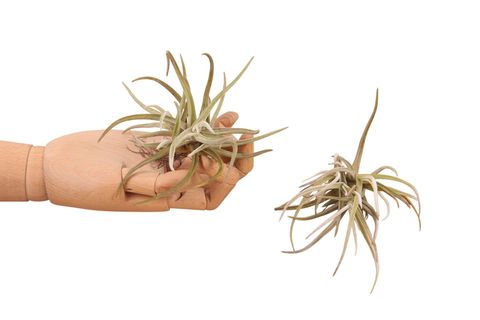Tillandsia glabrior