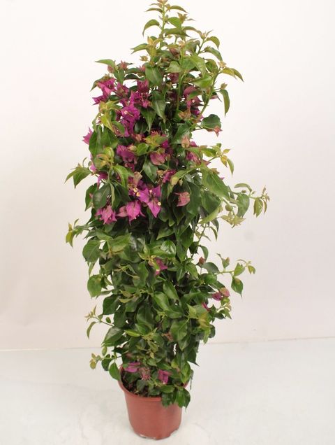 Bougainvillea 'Alexandra'