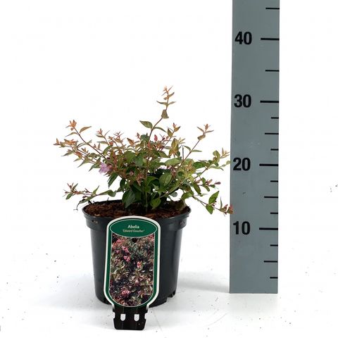 Abelia 'Edward Goucher'