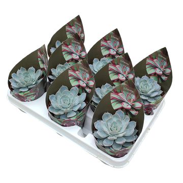 Echeveria subsessilis