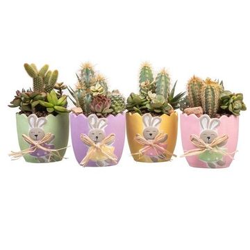 Arrangement Cactus / Succulent