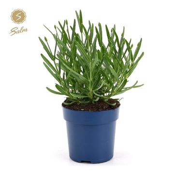 Lavandula angustifolia 'Felice'