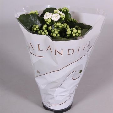 Kalanchoe blossfeldiana CALANDIVA MIX