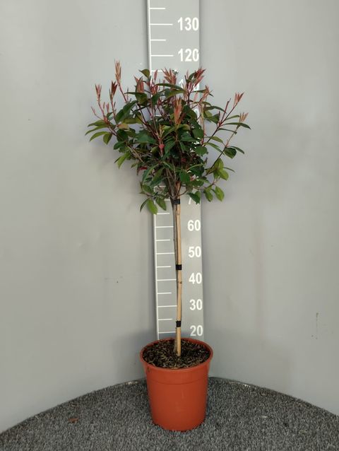 Photinia x fraseri 'Red Robin'