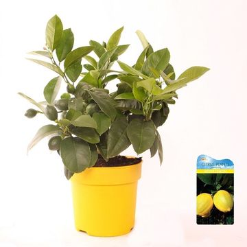 Citrus x meyeri 'Meyer'