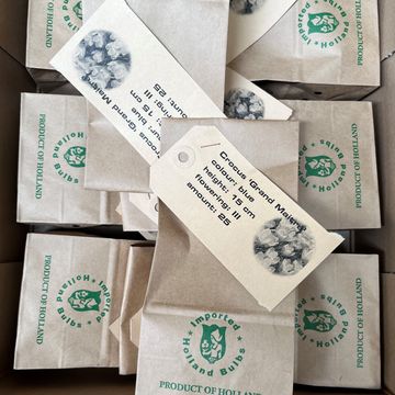 Crocus vernus 'Grand Maître'