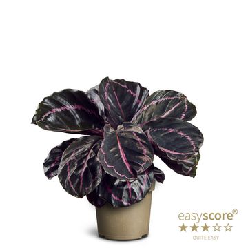 Calathea roseopicta 'Dottie'