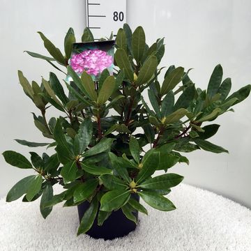 Rhododendron ponticum 'Roseum'