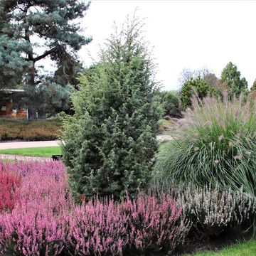 Juniperus communis 'Suecica'