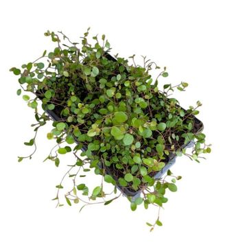 Muehlenbeckia complexa