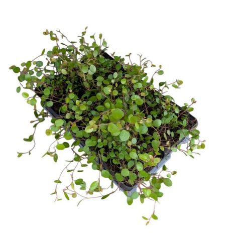 Muehlenbeckia complexa