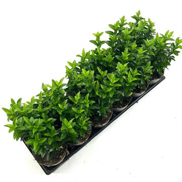 Euonymus japonicus 'Green Spire'