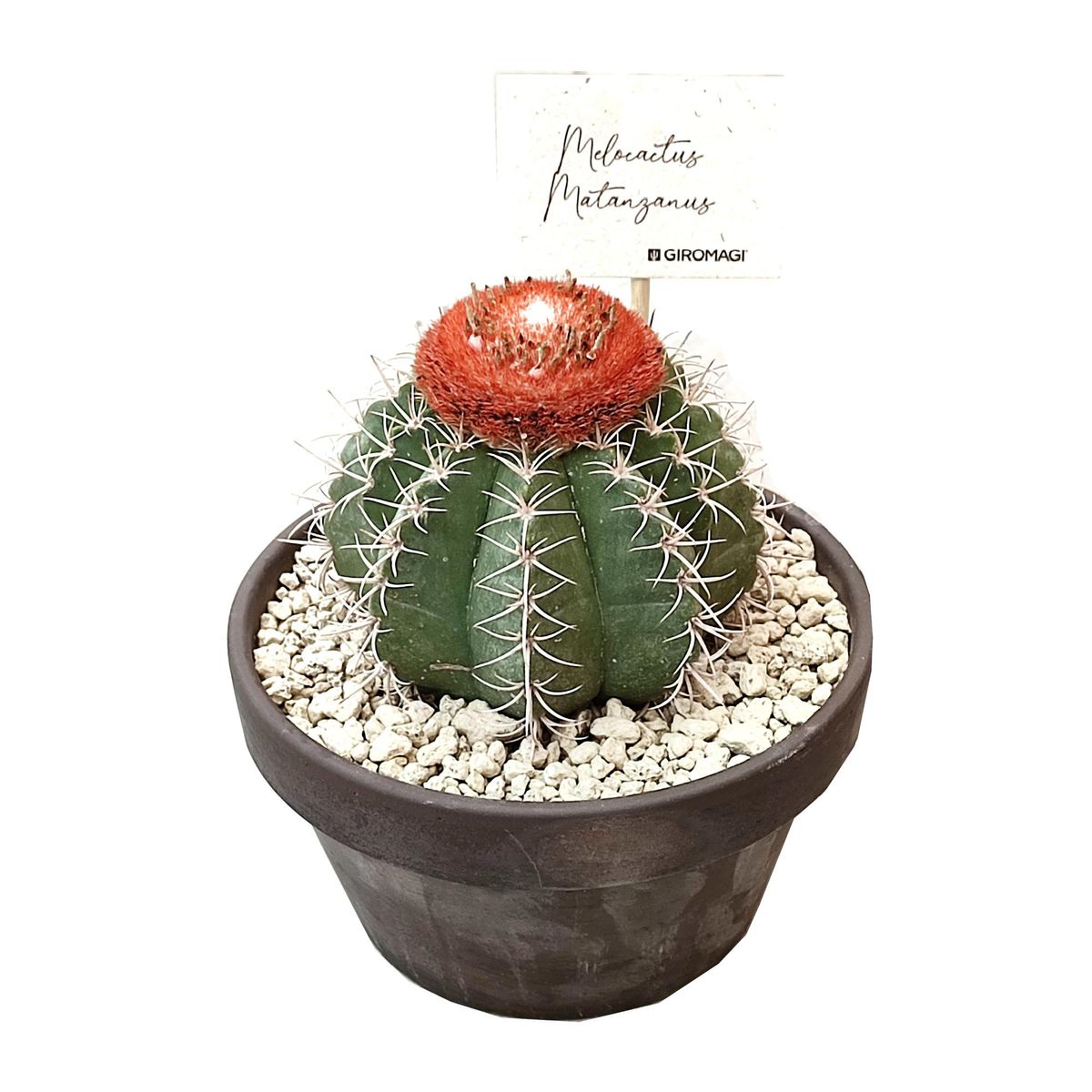 Melocactus matanzanus — Plant Wholesale FlorAccess