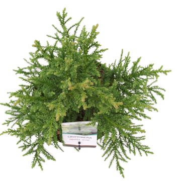 Cryptomeria japonica 'Jindai'