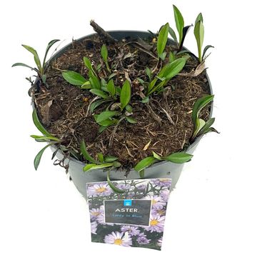 Aster 'Lady in Blue'