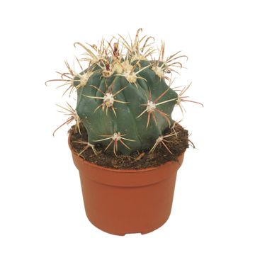 Ferocactus horridus