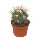 Ferocactus horridus